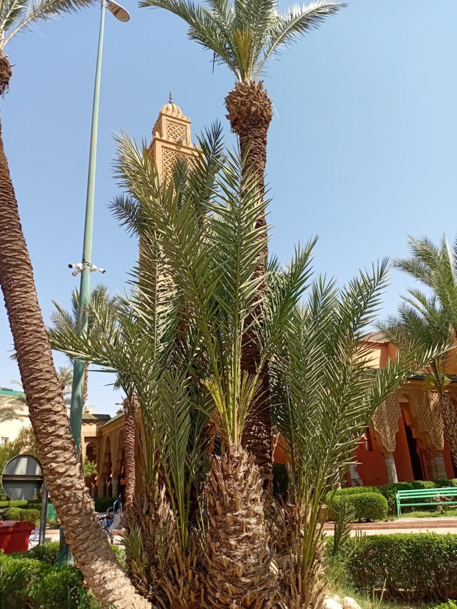 Riad Le Shams Μαρακές Εξωτερικό φωτογραφία